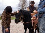 horse