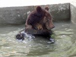 zoo-1